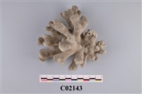 藏品(珊瑚化石)的圖片